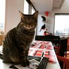 Lcat
