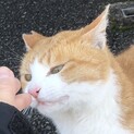 【急募❗️】三重県オスの茶白ネコ【人懐っこい】
