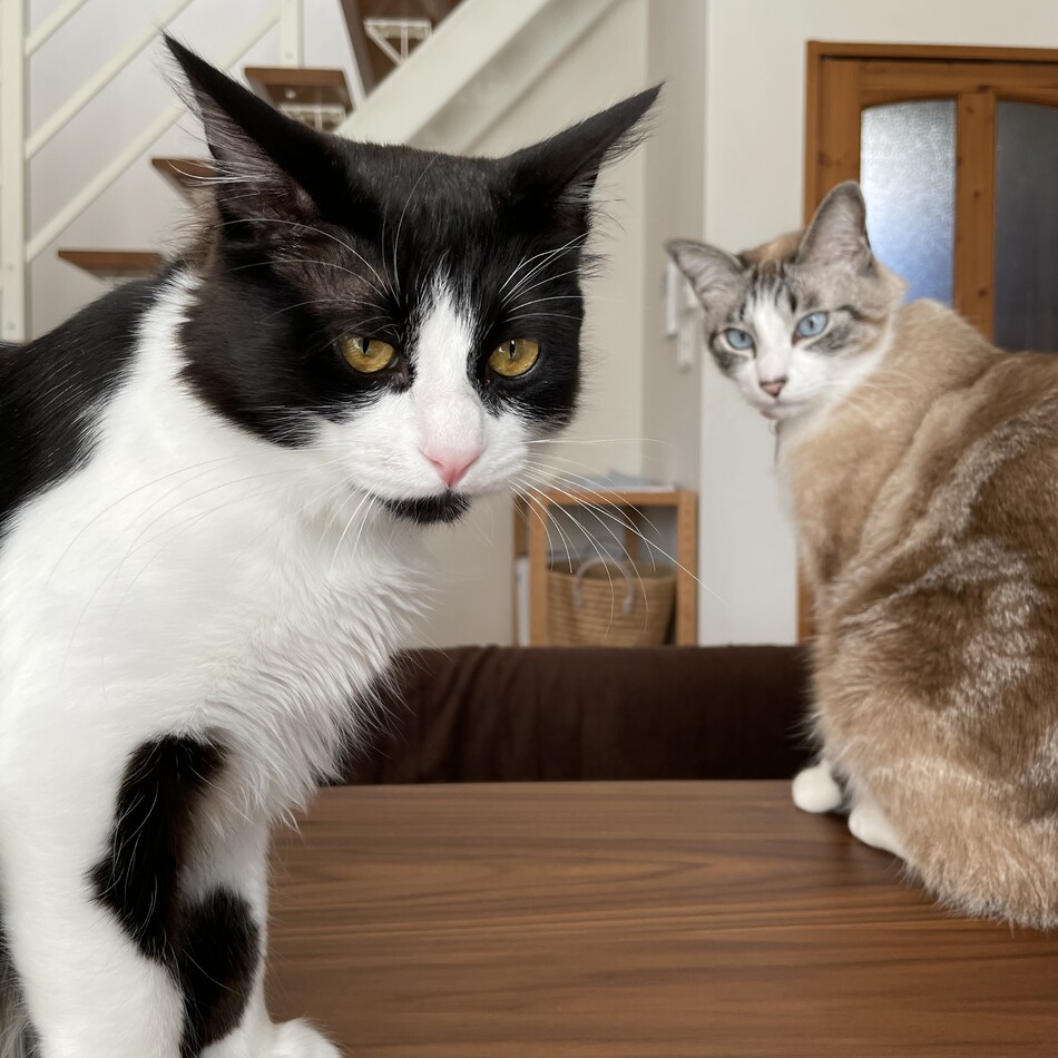 レムのカバー写真