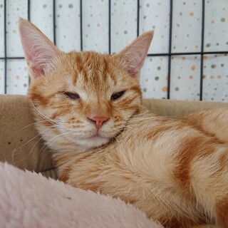 カワウソ フェイスの茶トラ女子♡　おこわ♀