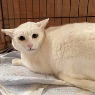【5/16譲渡会】困り顔の優しい白猫くん