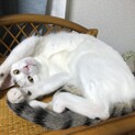 子猫７か月オス、去勢済、転居の都合で里親募集します