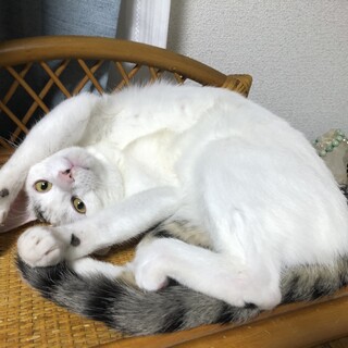 子猫７か月オス、去勢済、転居の都合で里親募集します