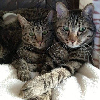 4月生まれキジトラ兄妹