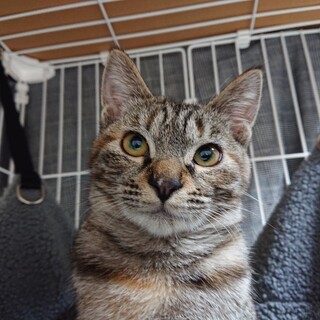 明るめキジトラ女子　片手クリームパンの　ねぎとろ♀