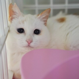 ビビリ娘のももちゃん