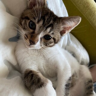 くりくりおめめのキジ白男子　ポテト♂