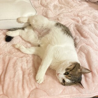 添寝大好き甘えん坊のキジ白♀