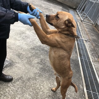 急募　人懐こい男の子