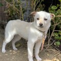 中型MIXの子犬　つぶちゃん