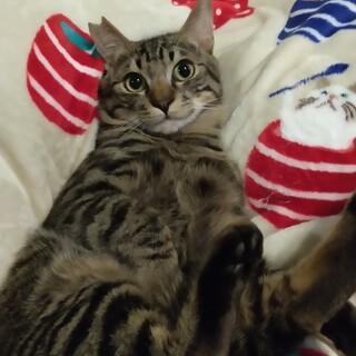 大阪藤井寺お見合い会参加猫やまとくん♂キジ