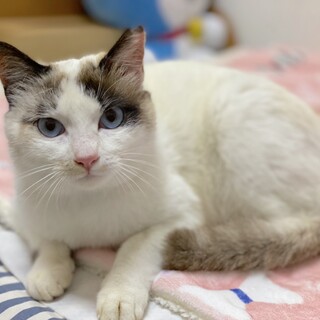 【至急】スリベタ青目シャム風♀1才弱