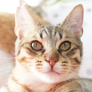 元気でおしゃべりなトーヤくんです。