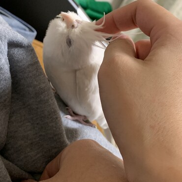 フンを見た感じ体調崩す前触れな気がしたから保温して早寝させよう。