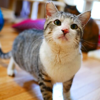 淡いグレーで優しい毛色の男の子★トントンくん