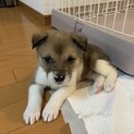 捨てられていた仔犬ちゃん男の子生後2ヶ月弱