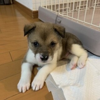 捨てられていた仔犬ちゃん男の子生後2ヶ月弱