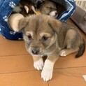 捨てられていた仔犬ちゃん女の子♥生後2ヶ月弱