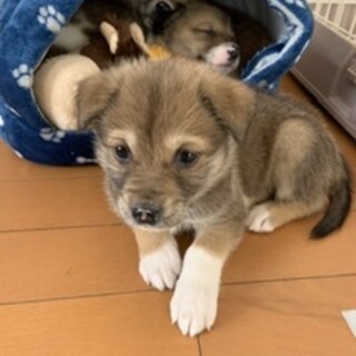 捨てられていた仔犬ちゃん女の子♥生後2ヶ月弱