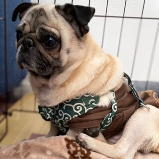 パグの幸凪(さなぎ)ちゃん