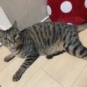 ツンデレのちょび
