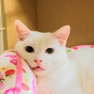 大きな瞳の白猫「たけ子ちゃん」