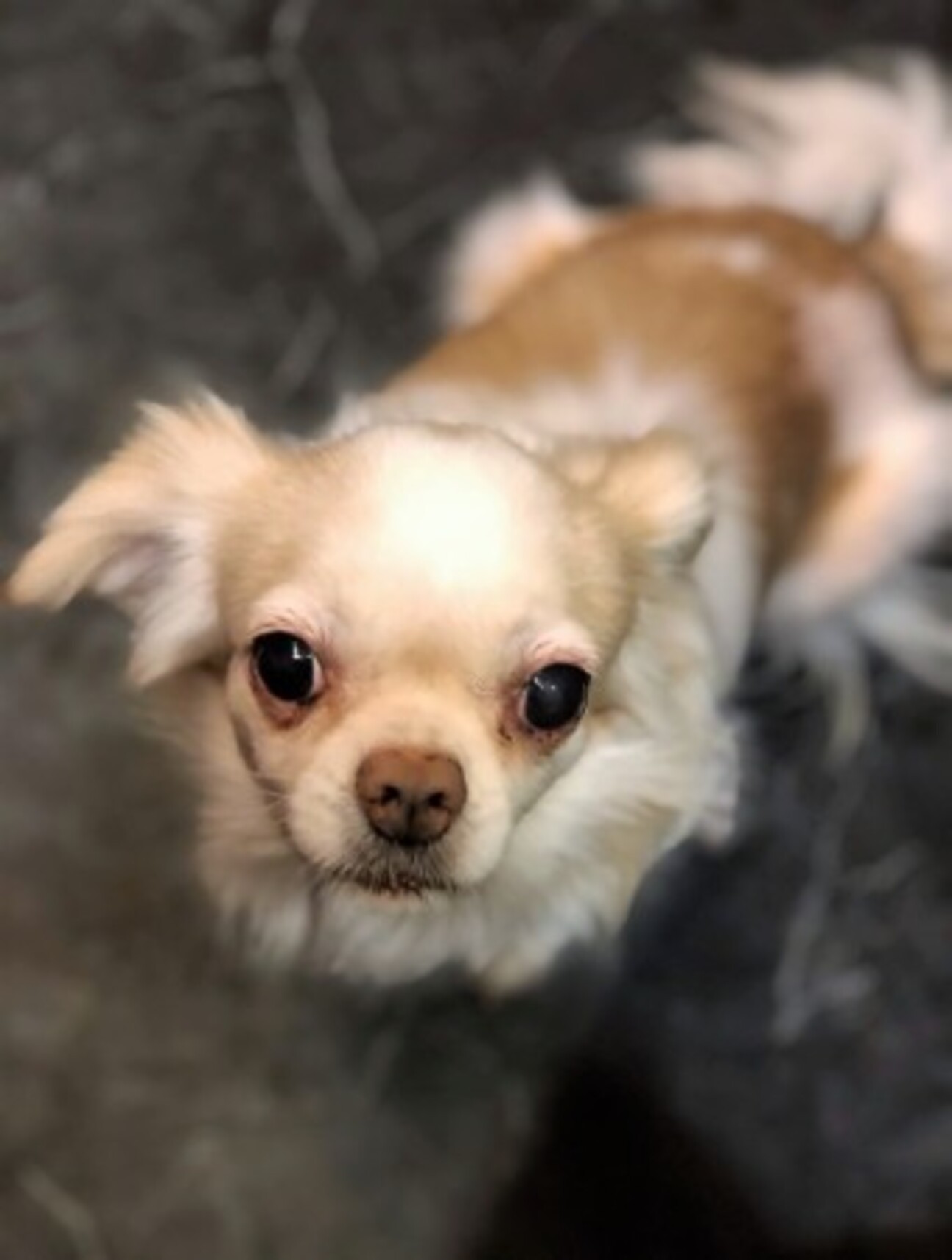 チベタンスパニエルのウォ 東京都 犬の里親募集 ペットのおうち 月間利用者150万人
