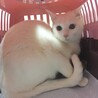 【生後1歳半】白猫おもちちゃん サムネイル2