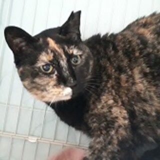 とても賢い甘えん坊のサビ猫！