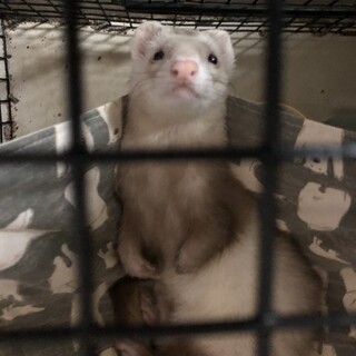 フェレット男の子4歳交渉中