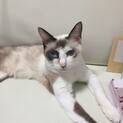 青眼　甘えん坊の女の子です。