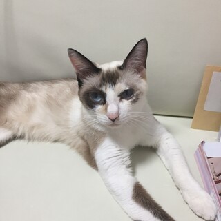 青眼　甘えん坊の女の子です。