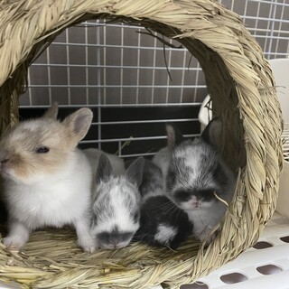 ２月１７日に産まれたミニウサギの赤ちゃん４羽です！