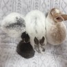 ２月１７日に産まれたミニウサギの赤ちゃん４羽です！ サムネイル2