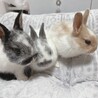 ２月１７日に産まれたミニウサギの赤ちゃん４羽です！ サムネイル3