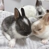 ２月１７日に産まれたミニウサギの赤ちゃん４羽です！ サムネイル4