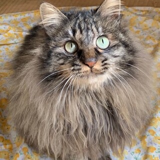 【4/4東銀座】カメリアちゃん5，6歳♪