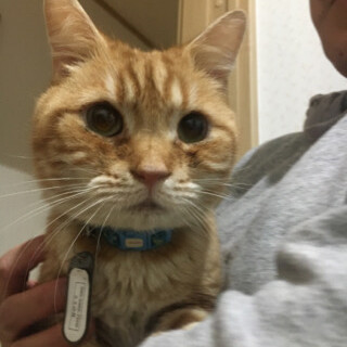 アメリカンショートヘア