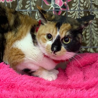 【3/14東銀座】おりんちゃん9ヵ月半♪