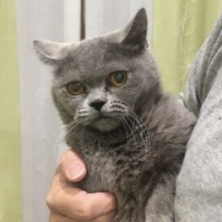 ブリティッシュ