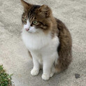 中毛キジシロ君　蚊アレルギーあるのでお家猫にして