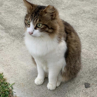 中毛キジシロ君　蚊アレルギーあるのでお家猫にして