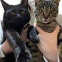 黒猫　捨てられた兄妹２匹一緒に　約７ヶ月
