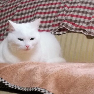 ふわふわ雲のような白猫兄弟2匹