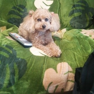 【飼い主が亡くなってしまいました】トイプードル