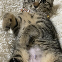 山で遭遇した仔猫