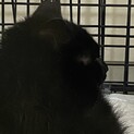 黒猫ひーちゃん
