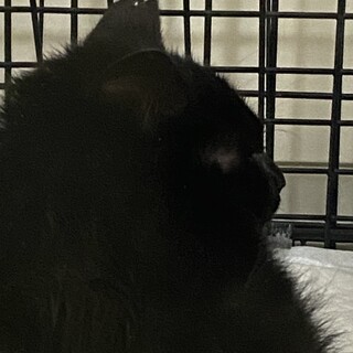 黒猫ひーちゃん