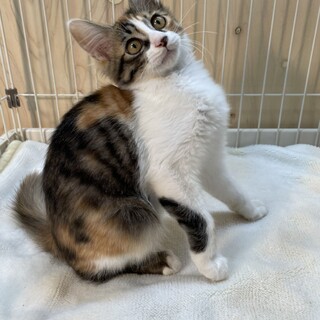 4兄弟いつも支えあってここまで来ました！甘猫くるみ