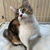 4兄弟いつも支えあってここまで来ました！甘猫くるみ サムネイル4